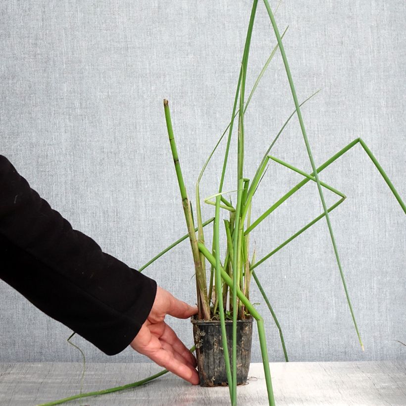 Example of Scirpus mucronatus - Scirpe mucroné Godet de 8/9 cm as you get in printemps