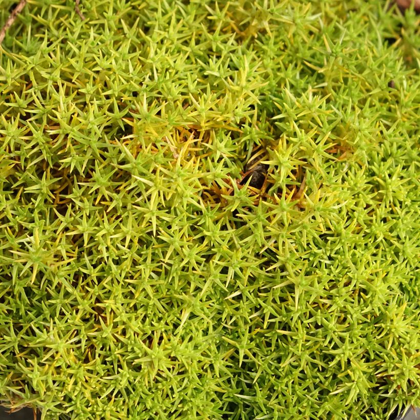 Scleranthus uniflorus - Scléranthe  (Feuillage)
