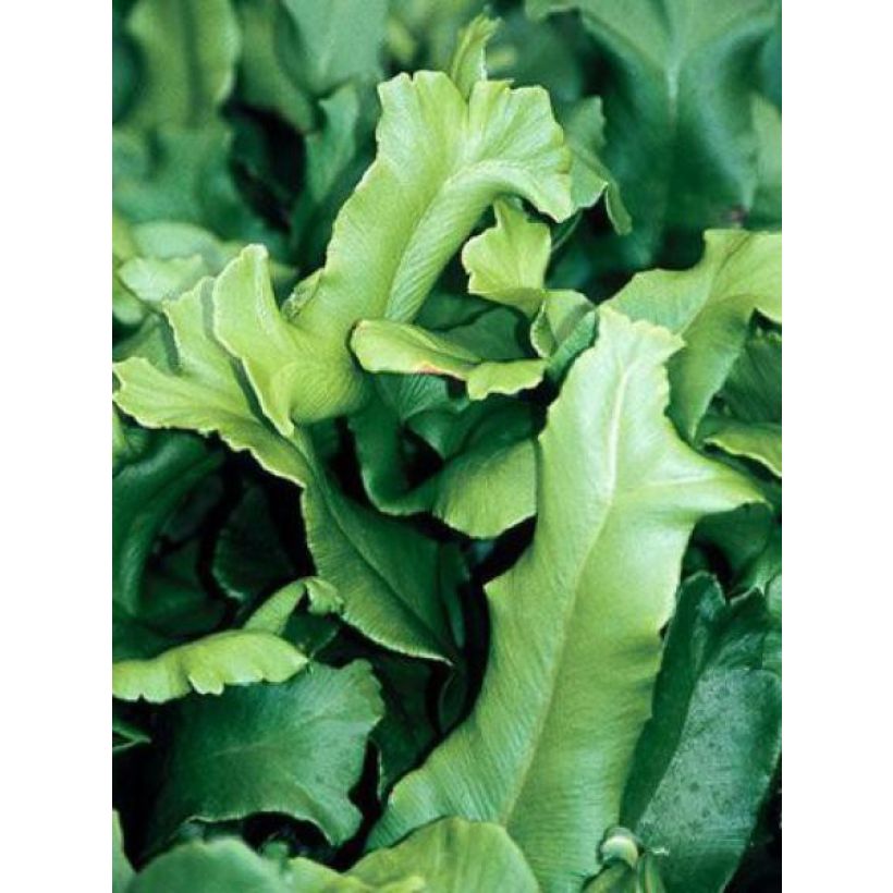 Asplenium scolopendrium Cristatum Group - Fougère scolopendre (Foliage)