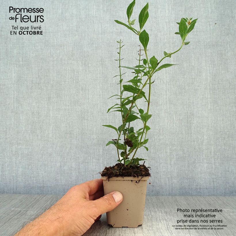 Spécimen de Scutellaria Incana - Scutellaire Godet de 8/9 cm tel que livré en automne