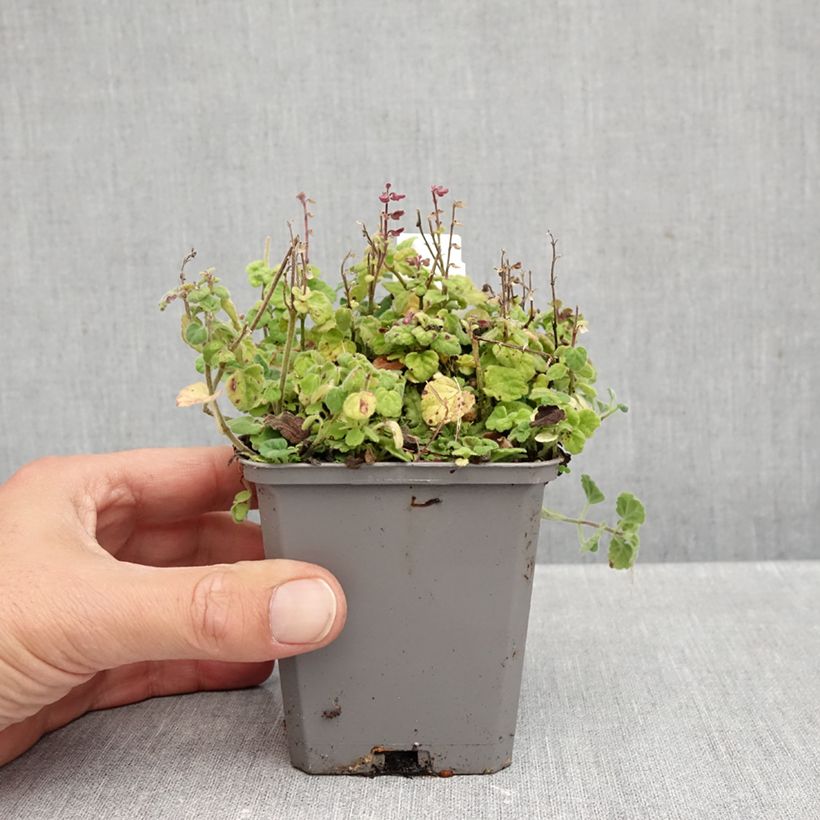 Spécimen de Scutellaria indica var. parviflora - Scutellaire Godet de 8/9 cm tel que livré en automne