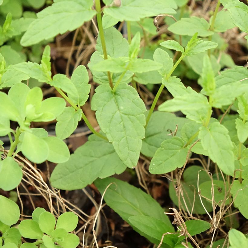 Scutellaria scordiifolia - Scutellaire casquée (Foliage)