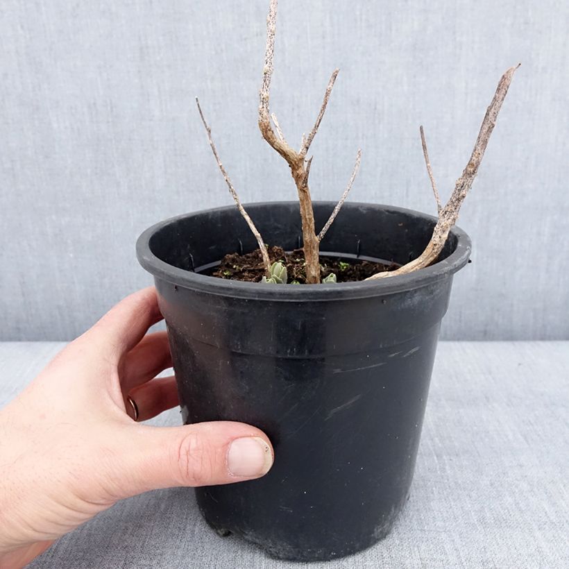 Example of Sedum Autumn Charm (Hylotelephium) Pot de 2L/3L as you get in hiver