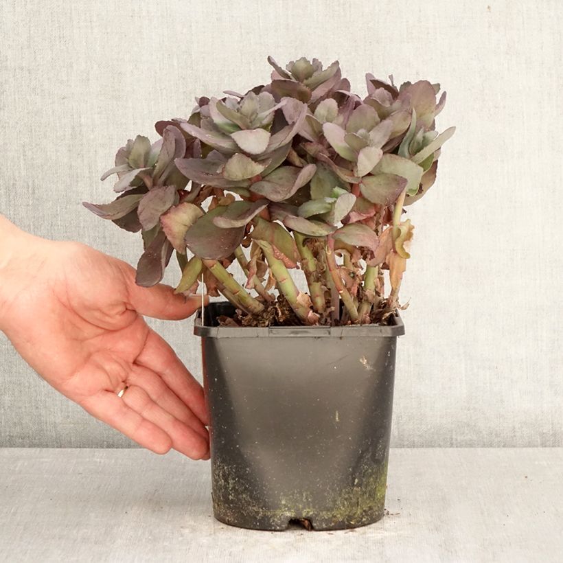 Spécimen de Sedum Back in Black - Orpin d'automne Pot de 1,5L/2L tel que livré au printemps