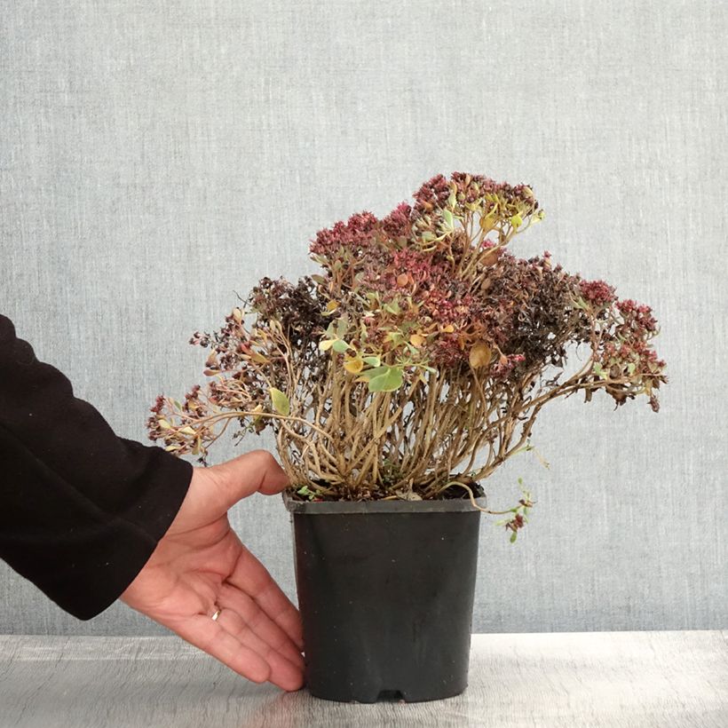 Spécimen de Sedum cauticola Lidakense - Orpin Pot de 1,5L/2L tel que livré en automne