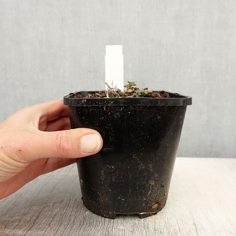 Example of Sedum cauticola Lidakense - Orpin Pot de 1,5L/2L as you get in printemps