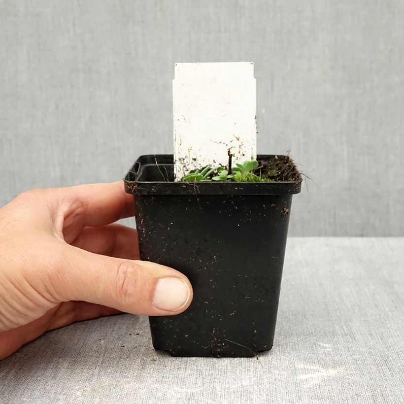 Spécimen de Sedum cauticola Robustum - Orpin Godet de 8/9 cm tel que livré en automne