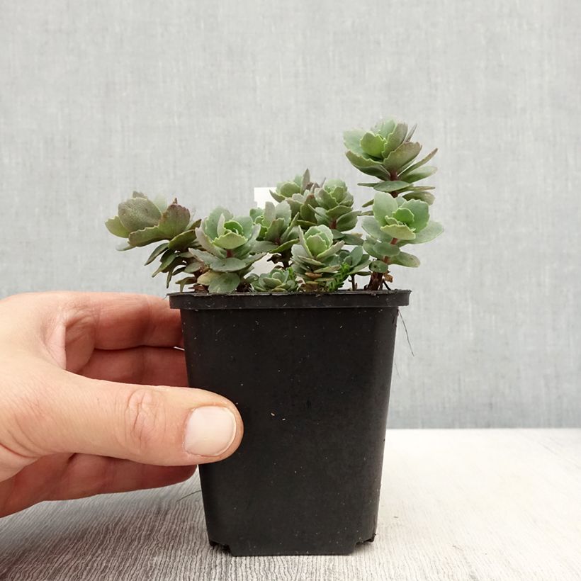 Example of Sedum cauticola Robustum - Orpin Godet de 8/9 cm as you get in printemps