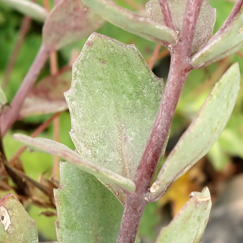 Sedum cauticola Robustum - Orpin (Foliage)