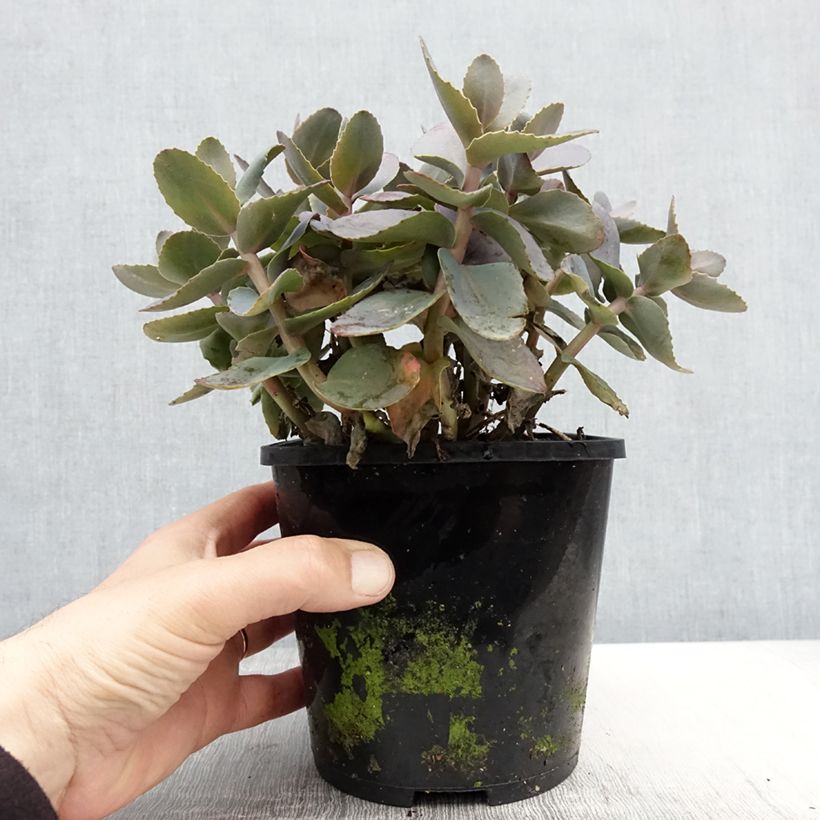 Example of Sedum Chocolate Cherry - Orpin reprise Pot de 2L/3L as you get in printemps