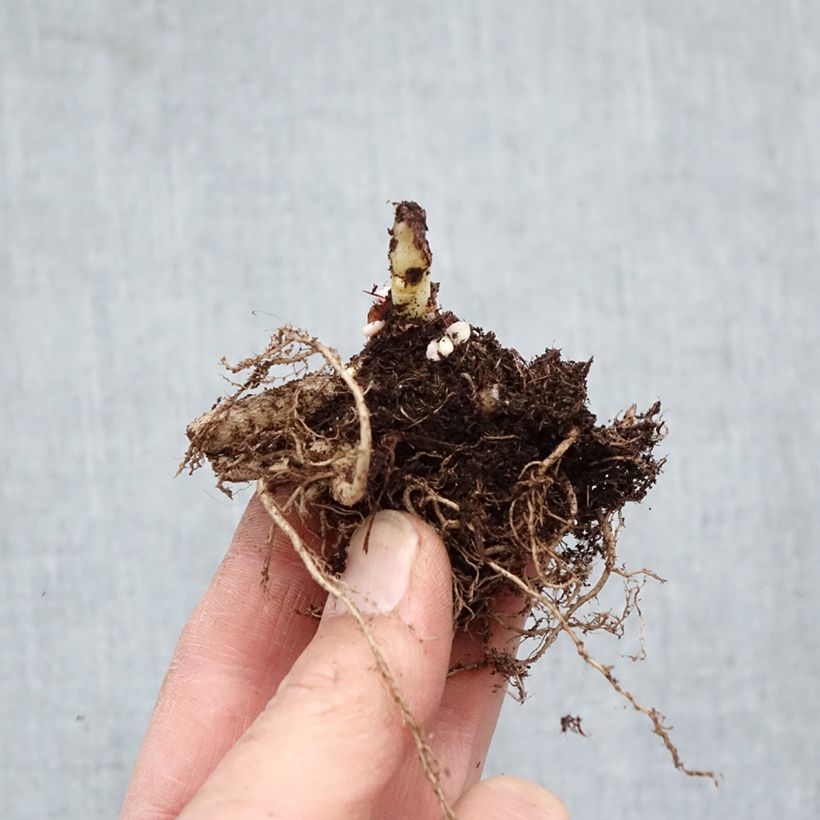 Spécimen de Sedum Chocolate Cherry - Orpin reprise Racines nues, Qualité Extra équivalant à un pot de 2L tel que livré en hiver
