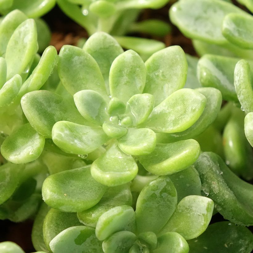 Sedum clavatum - Orpin mexicain (Foliage)