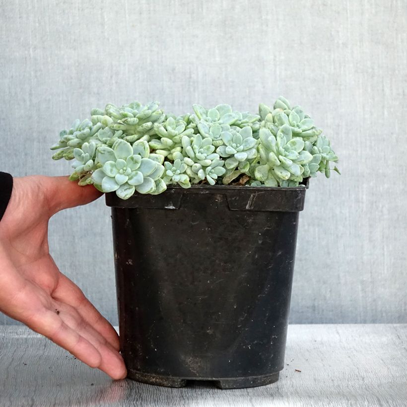 Spécimen de Sedum clavatum - Orpin mexicain Pot de 3L/4L tel que livré en automne