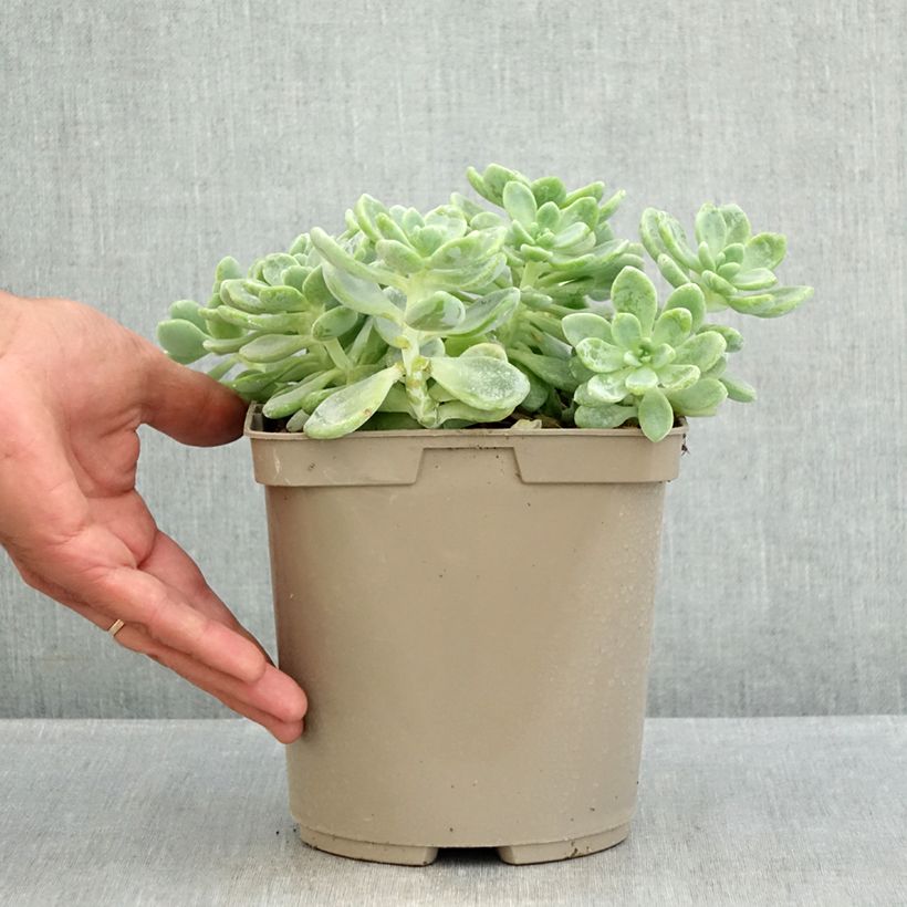 Spécimen de Sedum clavatum - Orpin mexicain Pot de 3L/4L tel que livré en été