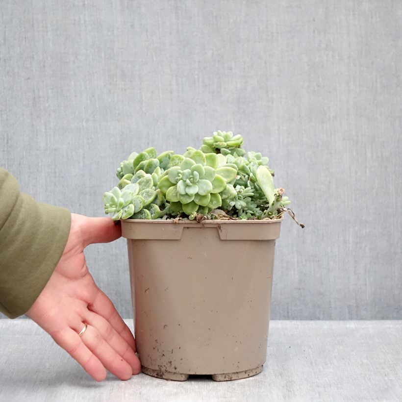 Example of Sedum clavatum - Orpin mexicain Pot de 3L/4L as you get in hiver