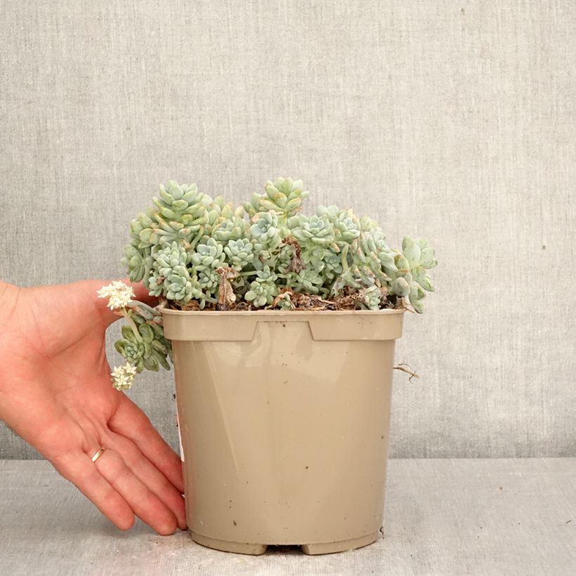Spécimen de Sedum clavatum - Orpin mexicain Pot de 3L/4L tel que livré au printemps