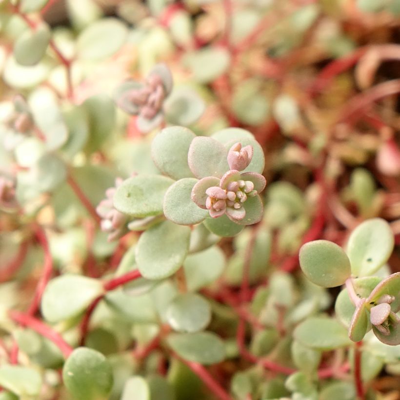 Sedum cyaneum Rosenteppich (Rose carpet) - Orpin de Sakhaline  (Foliage)