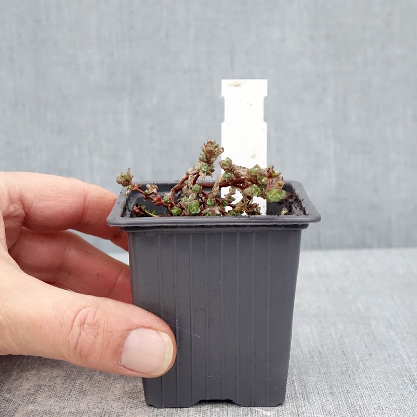 Example of Sedum cyaneum Rosenteppich (Rose carpet) - Orpin de Sakhaline  Godet de 8/9 cm as you get in hiver