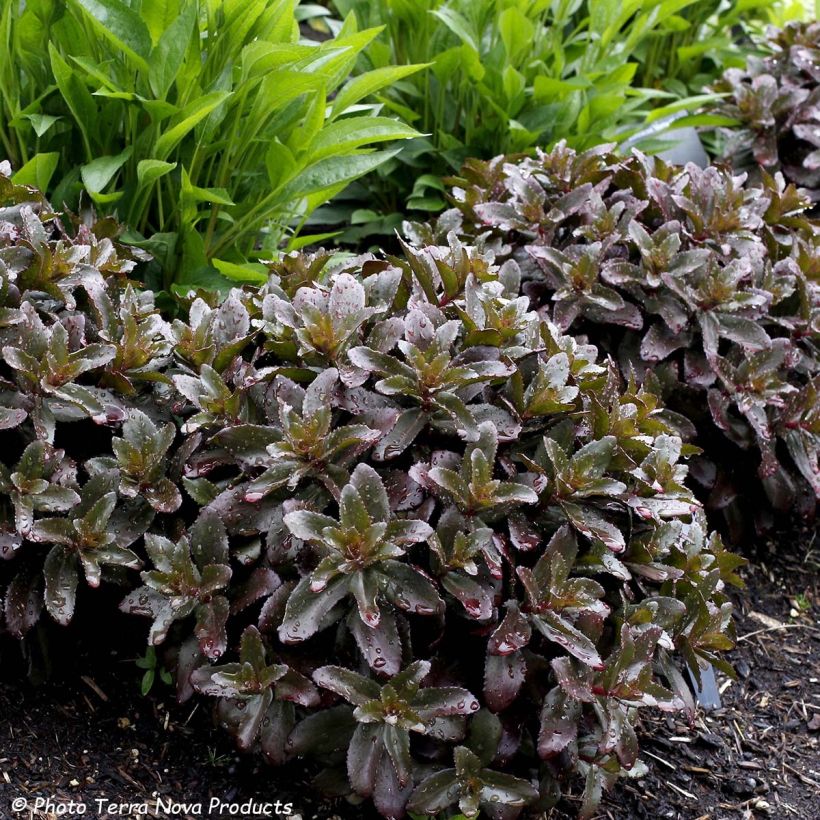 Sedum Dark Magic (Foliage)