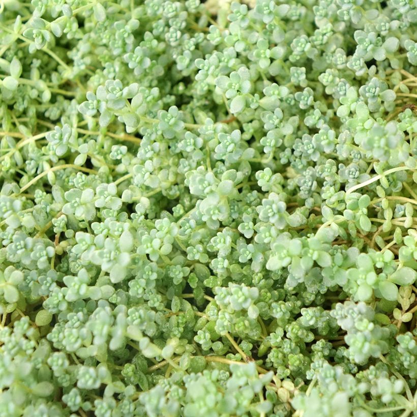 Sedum dasyphyllum - Orpin à feuilles épaisses (Foliage)