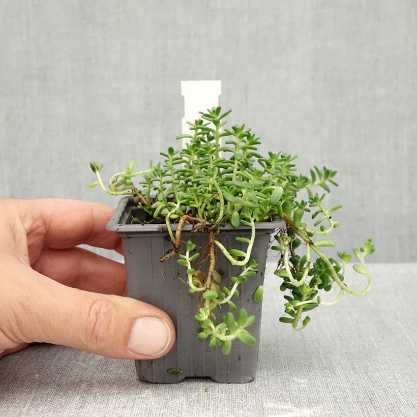 Spécimen de Sedum divergens - Orpin étalé ou divergent Godet de 8/9 cm tel que livré en automne
