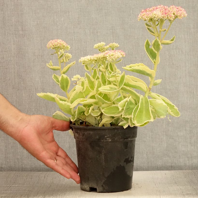 Spécimen de Sedum Frosted Fire - Orpin d'automne. Pot de 2L/3L tel que livré en été