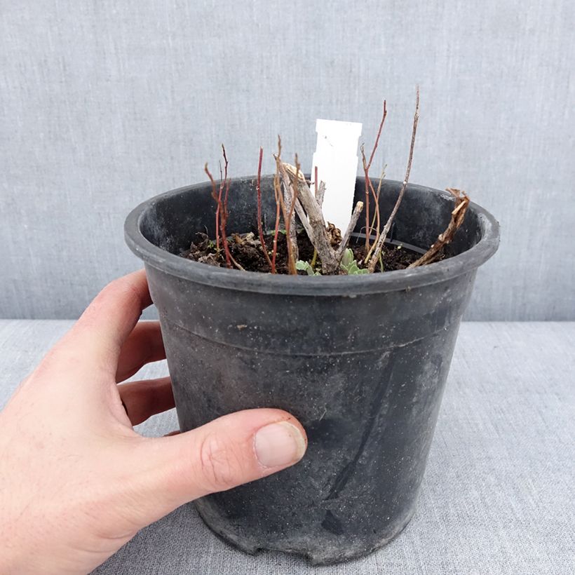 Example of Sedum Frosted Fire - Orpin d'automne. Pot de 2L/3L as you get in hiver