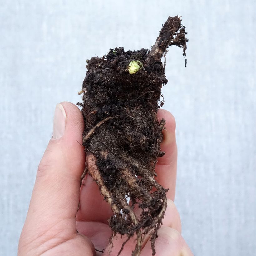 Example of Sedum Herbstfreude ou Autumn Joy  Racines nues, Qualité Extra équivalant à un pot de 2L as you get in hiver