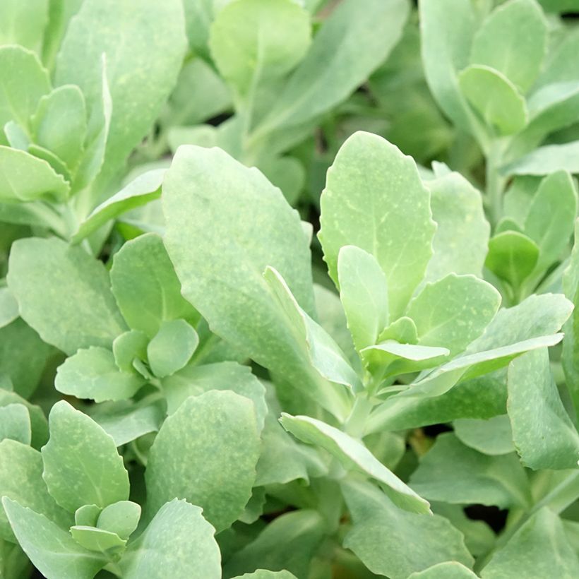 Sedum (Hylotelephium) Class Act - Orpin d'automne (Foliage)
