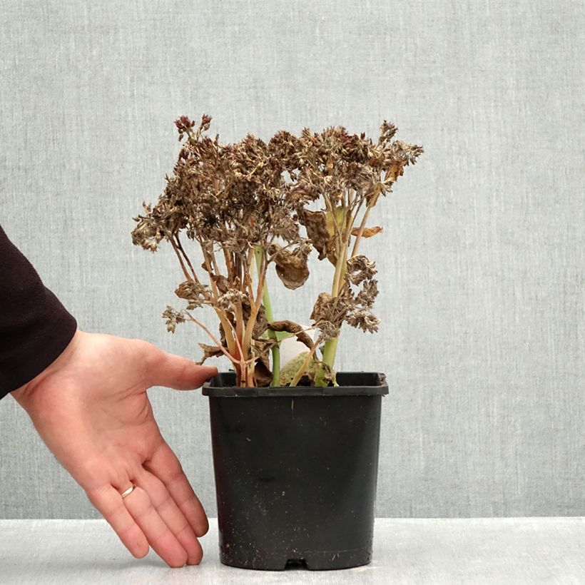 Spécimen de Sedum (Hylotelephium) Class Act - Orpin d'automne Pot de 1,5L/2L tel que livré en automne