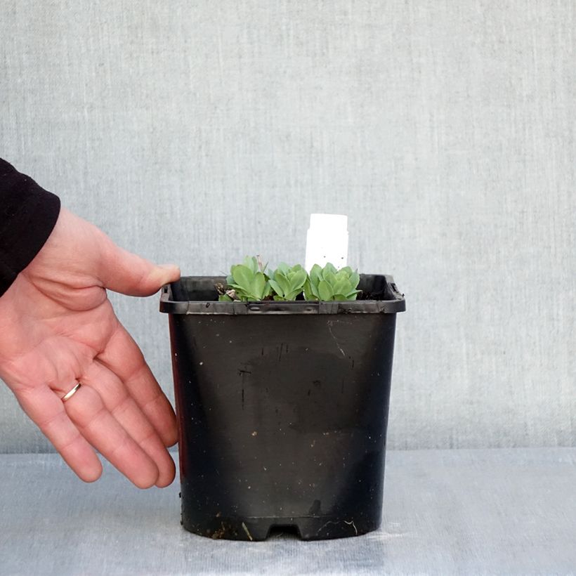 Example of Sedum (Hylotelephium) Class Act - Orpin d'automne Pot de 1,5L/2L as you get in hiver