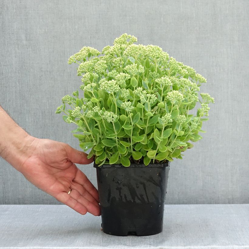 Spécimen de Sedum (Hylotelephium) Thunderhead - Orpin d'automne Pot de 2L/3L tel que livré en été