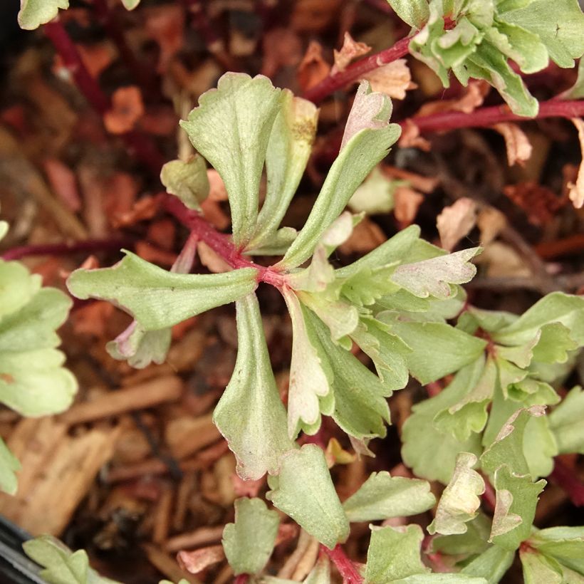 Sedum kamtschaticum - Orpin du Kamtchatka (Feuillage)