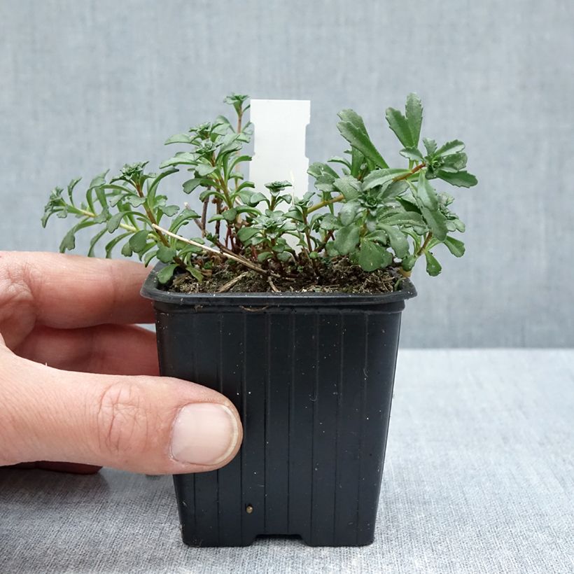 Example of Sedum kamtschaticum subsp. middendorffianum - Orpin du Kamtchatka Godet de 8/9 cm as you get in printemps