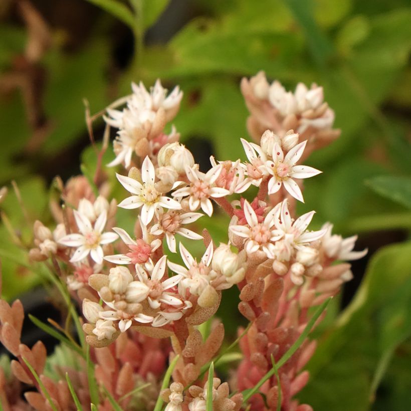 Sedum lydium Glaucum (Sedum hispanicum) - Orpin (Flowering)