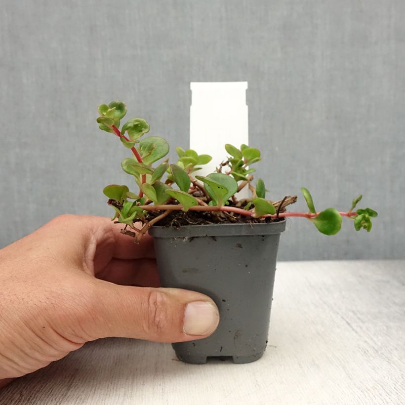 Spécimen de Sedum makinoi Lime Godet de 7/8 cm tel que livré en été