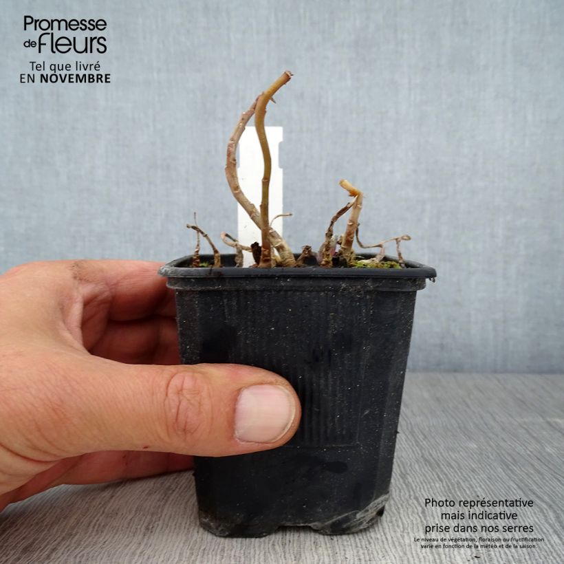 Spécimen de Sedum Marina - Orpin Godet de 8/9 cm tel que livré en automne