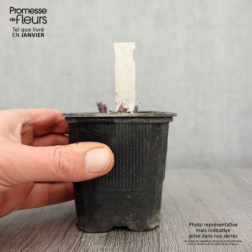 Example of Sedum Marina - Orpin Godet de 8/9 cm as you get in hiver