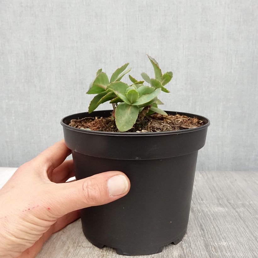 Example of Sédum Matrona - Orpin Pot de 2L/3L as you get in printemps
