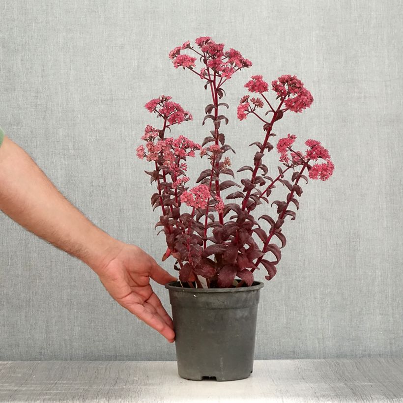 Spécimen de Sedum Mojave Jewels Diamond - Orpin d'automne  Pot de 2L/3L tel que livré en été