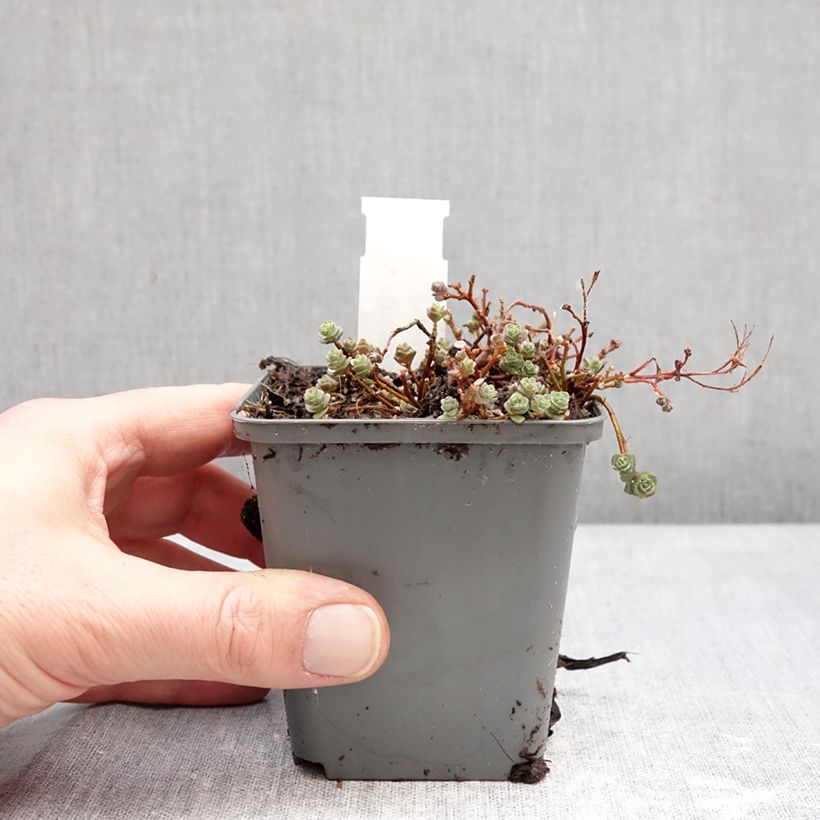 Spécimen de Sedum ou Hylotelephium ewersii Rose - Orpin de l'Himalaya Godet de 8/9 cm tel que livré en hiver