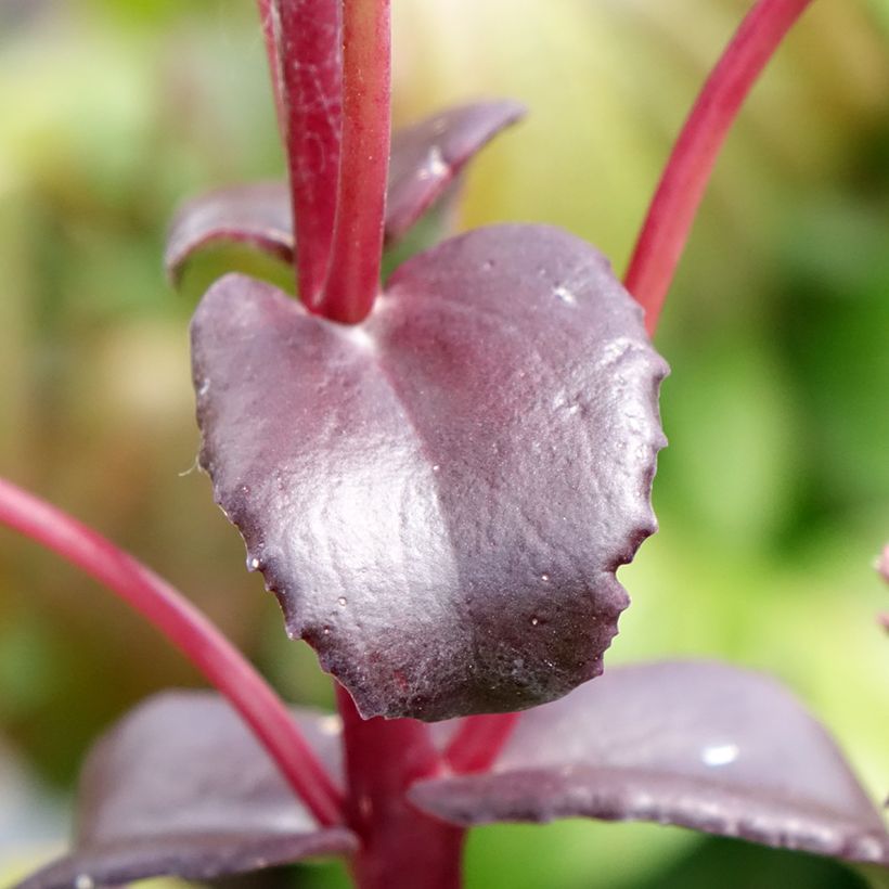 Sedum Peach Pearls - Orpin d'automne (Feuillage)
