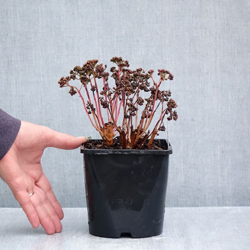 Spécimen de Sedum Peach Pearls - Orpin d'automne Pot de 1,5L/2L tel que livré en automne