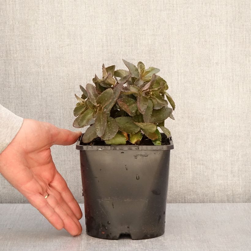 Spécimen de Sedum Peach Pearls - Orpin d'automne Pot de 1,5L/2L tel que livré au printemps