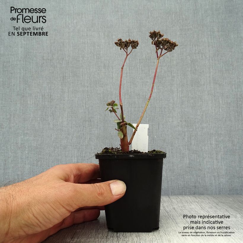 Spécimen de Sedum Purple Emperor - Orpin Godet de 8/9 cm tel que livré en automne