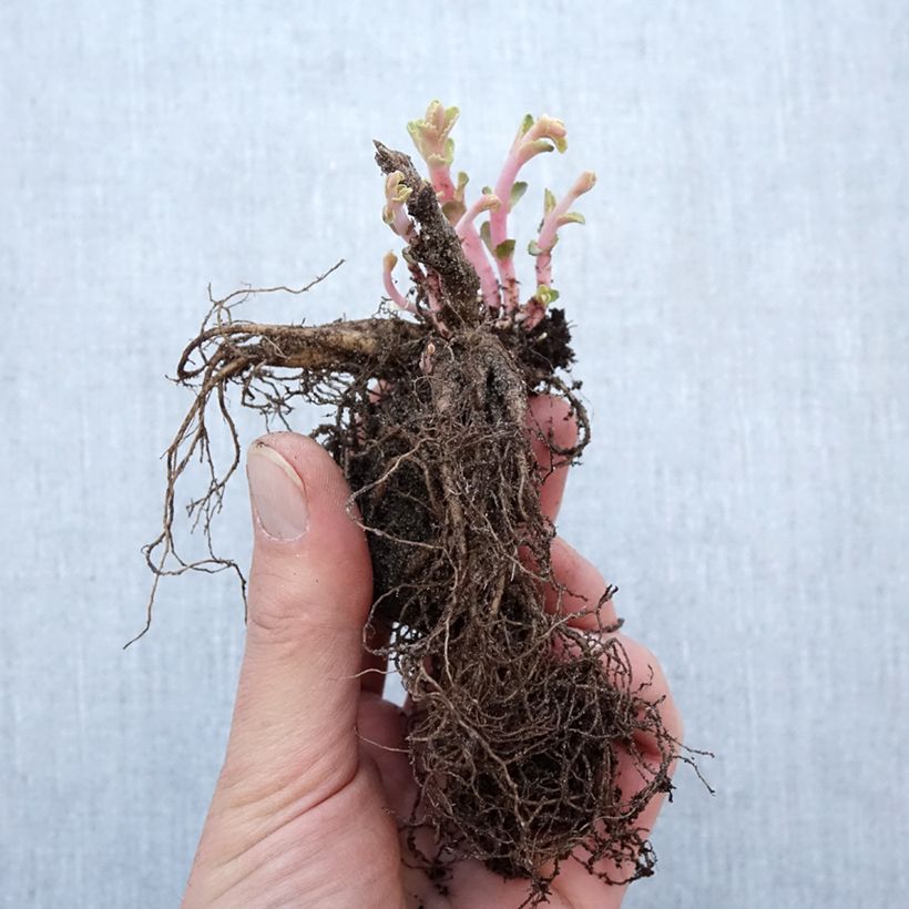 Spécimen de Sedum Red Cauli - Orpin Racines nues, Qualité Extra équivalant à un pot de 2L tel que livré en hiver