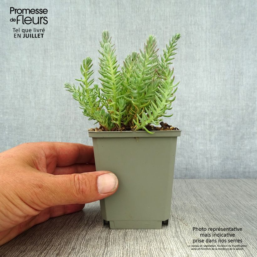 Spécimen de Sedum reflexum - Orpin des rochers, Orpin réfléchi Godet de 8/9 cm tel que livré en été