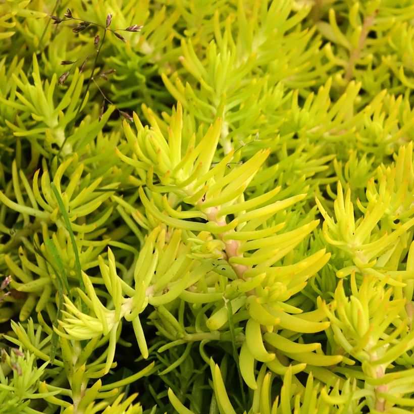 Sedum reflexum Yellow Cushion - Orpin réfléchi (Feuillage)