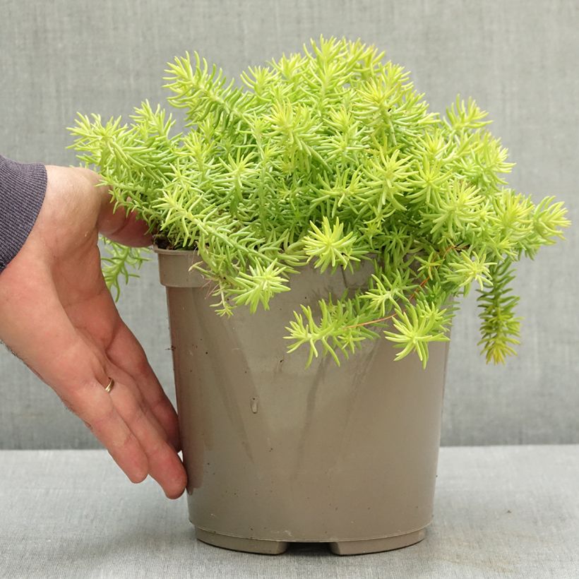 Spécimen de Sedum reflexum Yellow Cushion - Orpin réfléchi Pot de 3L/4L tel que livré en été