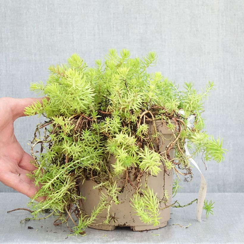 Example of Sedum reflexum Yellow Cushion - Orpin réfléchi Pot de 3L/4L as you get in printemps